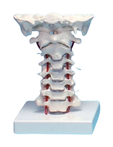 Modèle Vertèbres cervicales