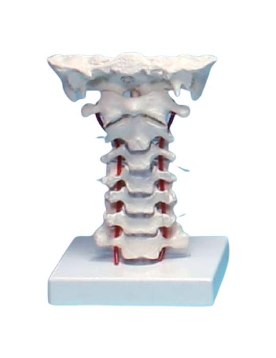 Modèle Vertèbres cervicales | Kiné Stock