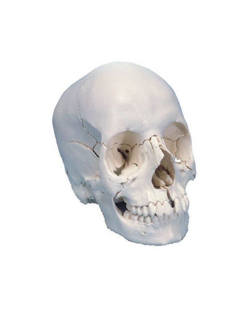 Modèle Crâne articulé - 22 pièces teinte naturelle | Kiné Stock