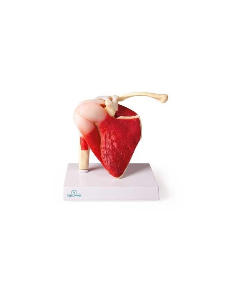 Articulation de l'épaule avec muscles | Kiné Stock