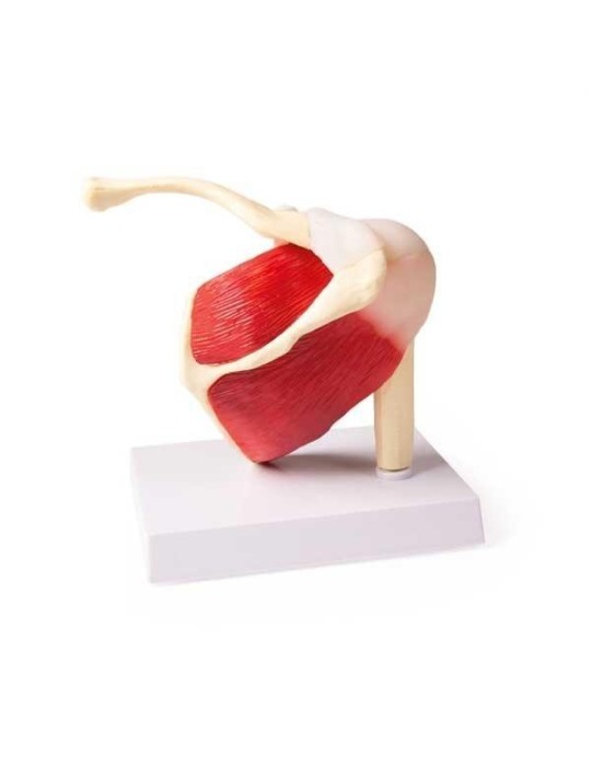 Articulation de l'épaule avec muscles | Kiné Stock