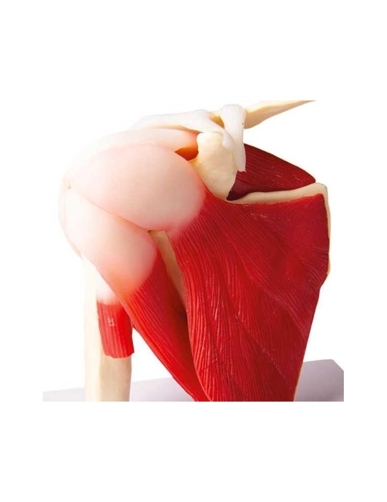 Articulation de l'épaule avec muscles | Kiné Stock