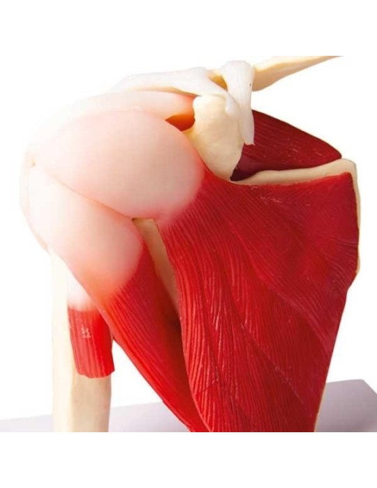 Articulation de l'épaule avec muscles | Kiné Stock