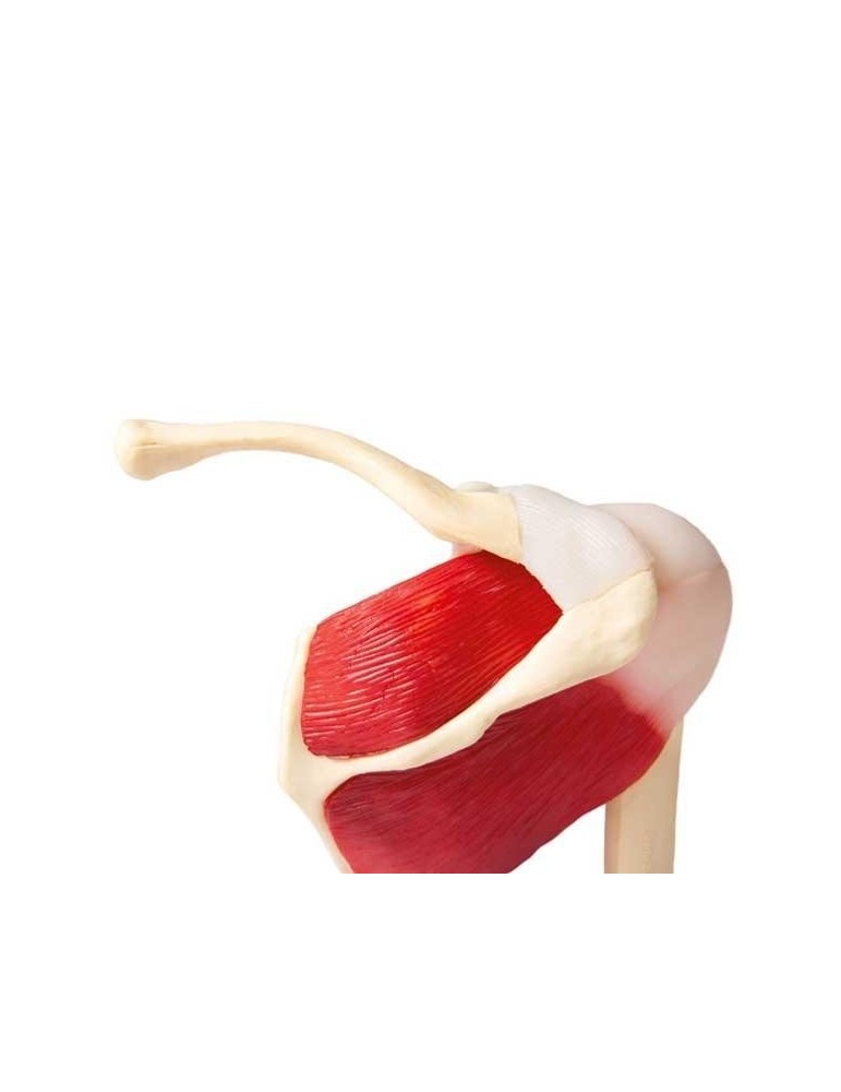 Articulation de l'épaule avec muscles | Kiné Stock