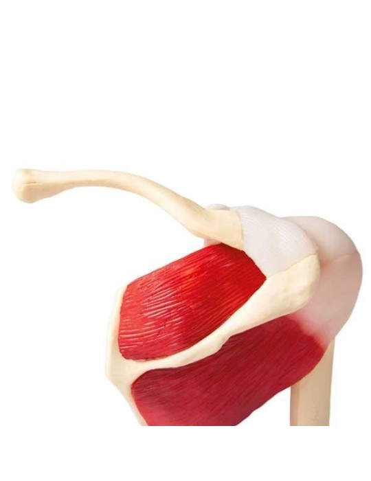 Articulation de l'épaule avec muscles | Kiné Stock