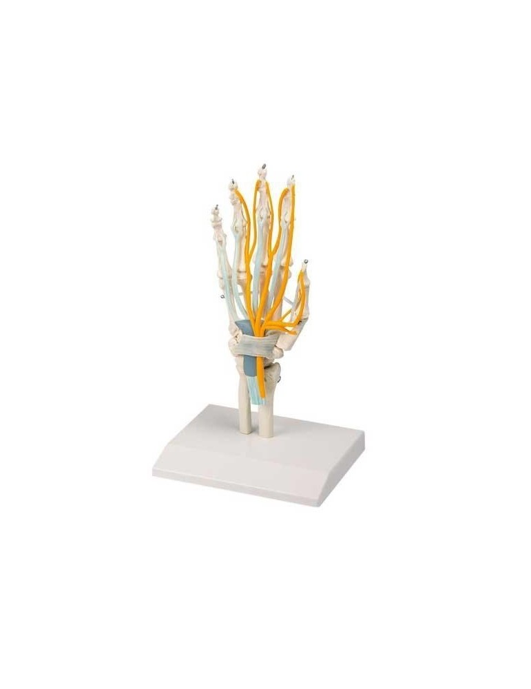 Articulation de la main avec tendons et nerfs | Kiné Stock