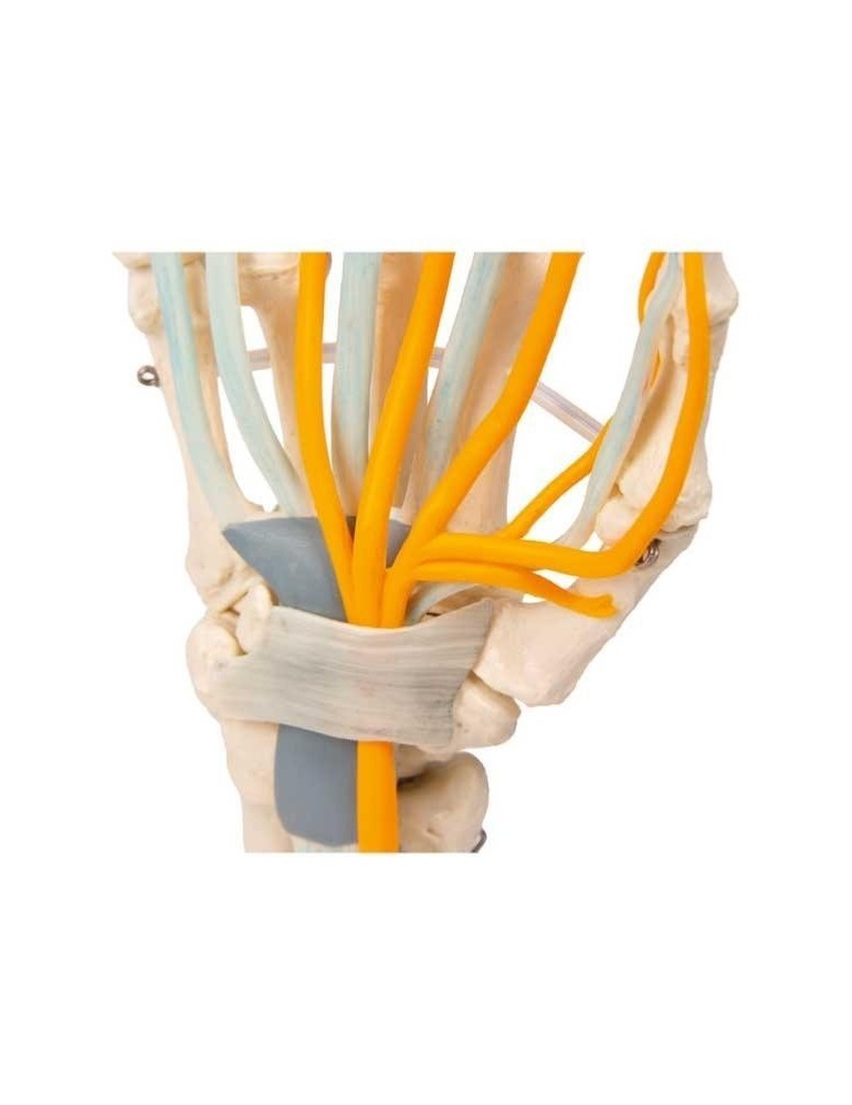 Articulation de la main avec tendons et nerfs | Kiné Stock