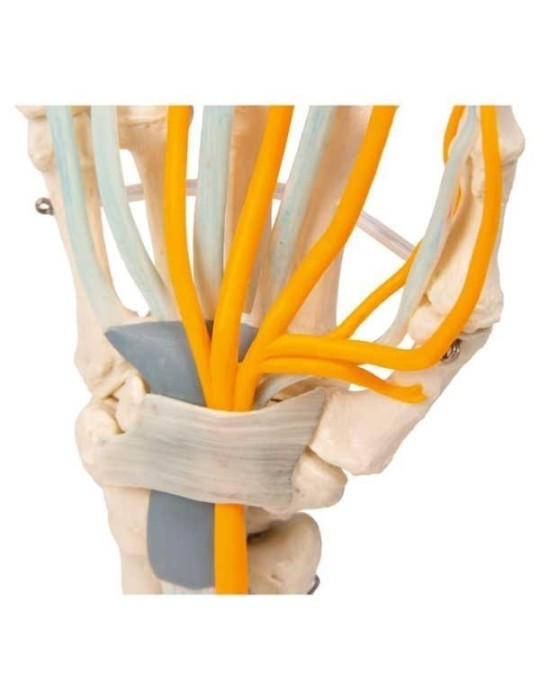 Articulation de la main avec tendons et nerfs | Kiné Stock