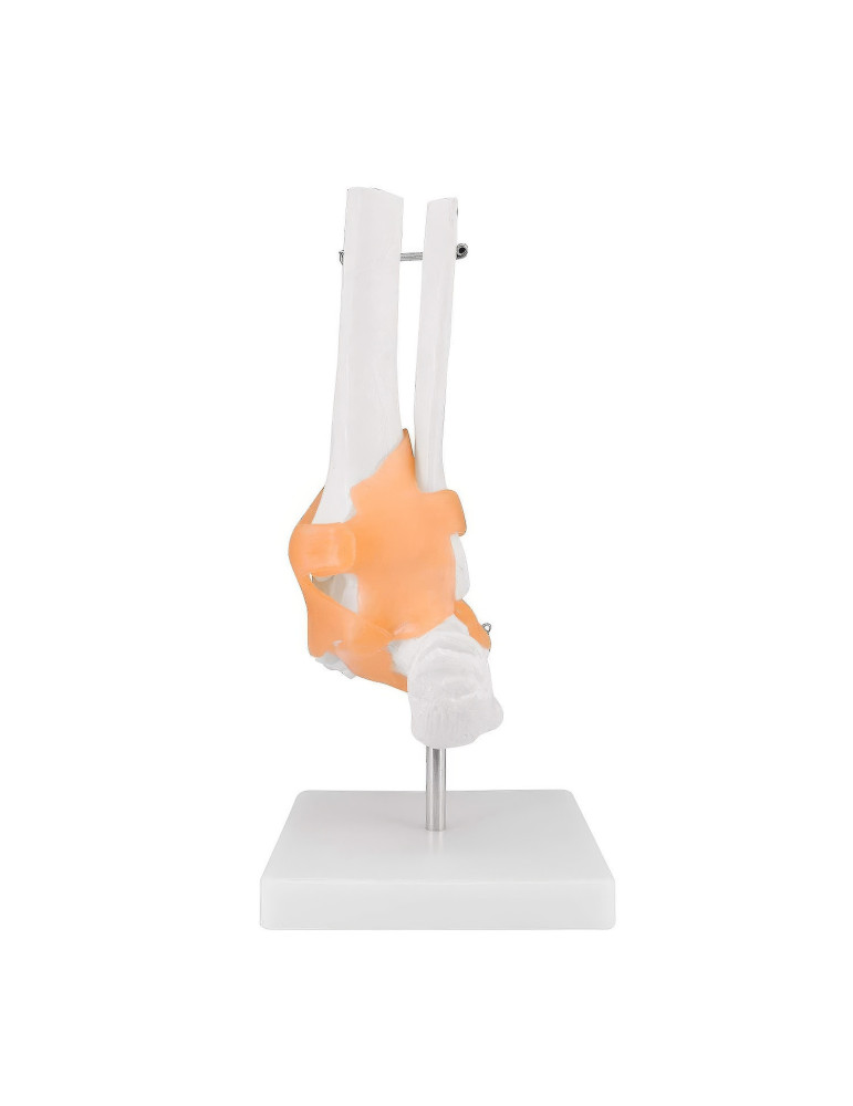 Modèle Articulation du pied | Kiné Stock