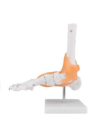 Modèle Articulation du pied | Kiné Stock 2