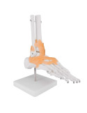Modèle Articulation du pied | Kiné Stock
